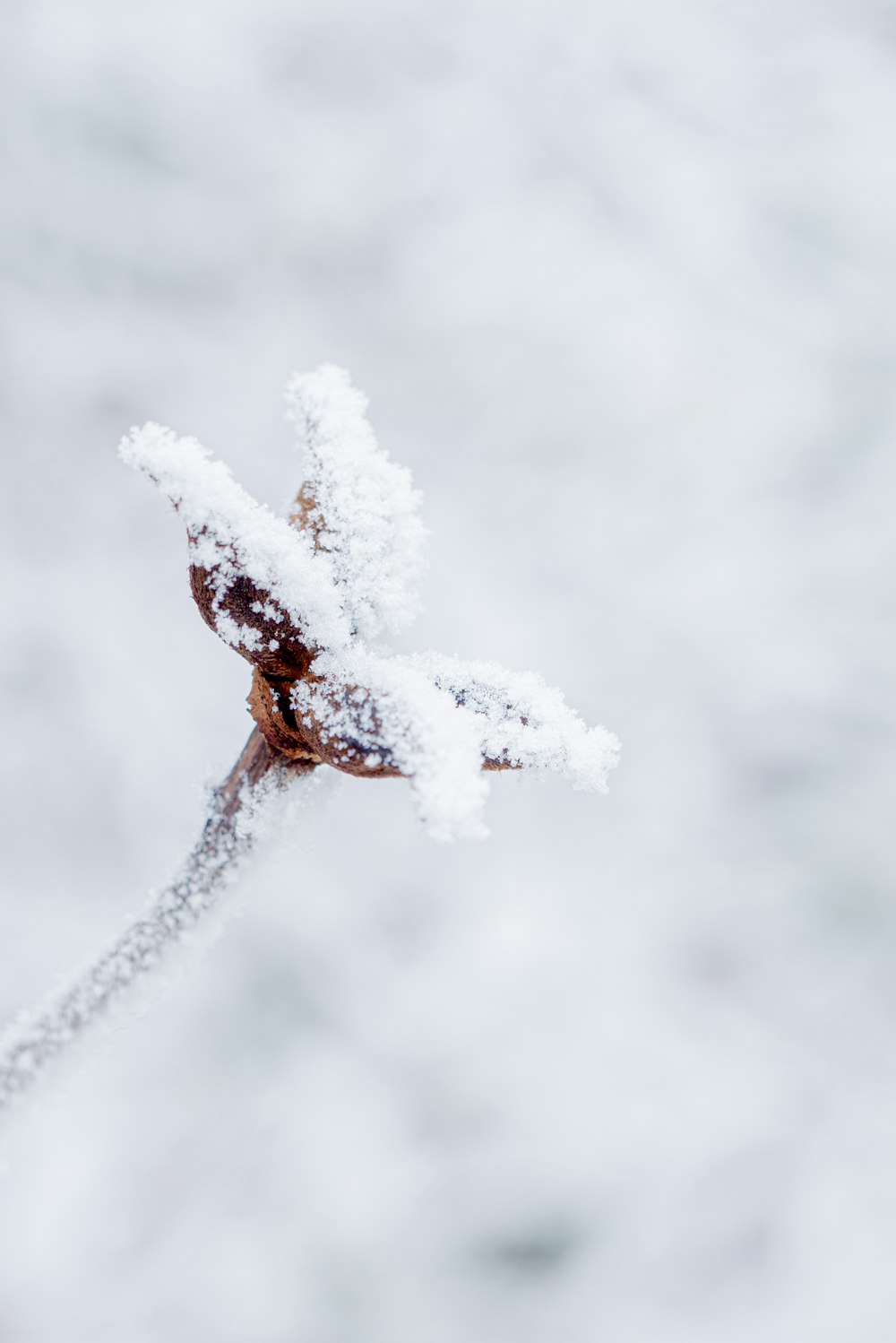 snow covered plant in close up photography
