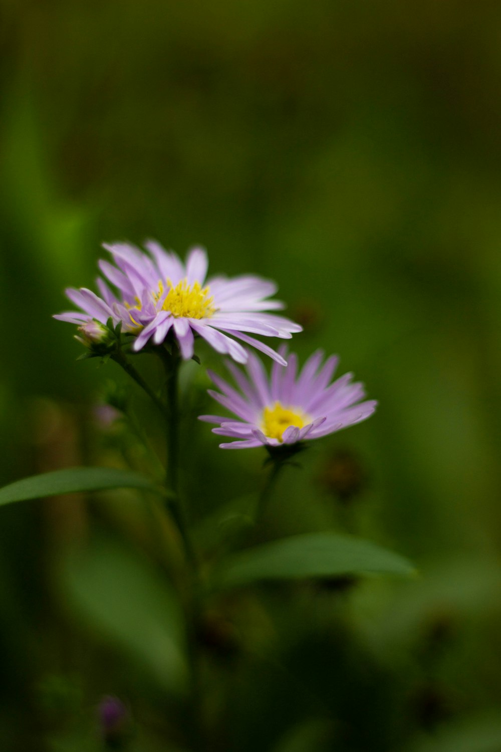 purple and white flower in tilt shift lens