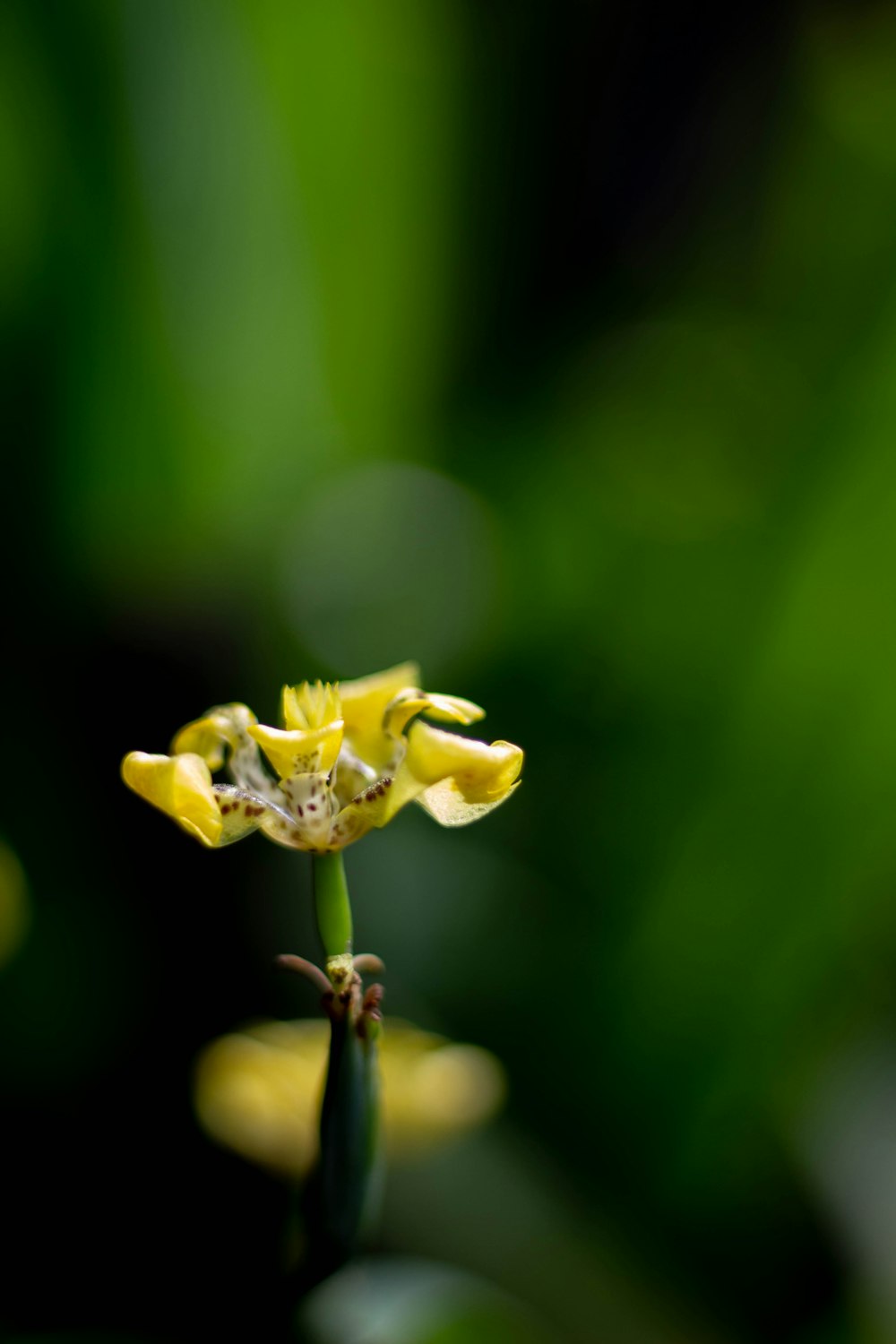 yellow flower in tilt shift lens