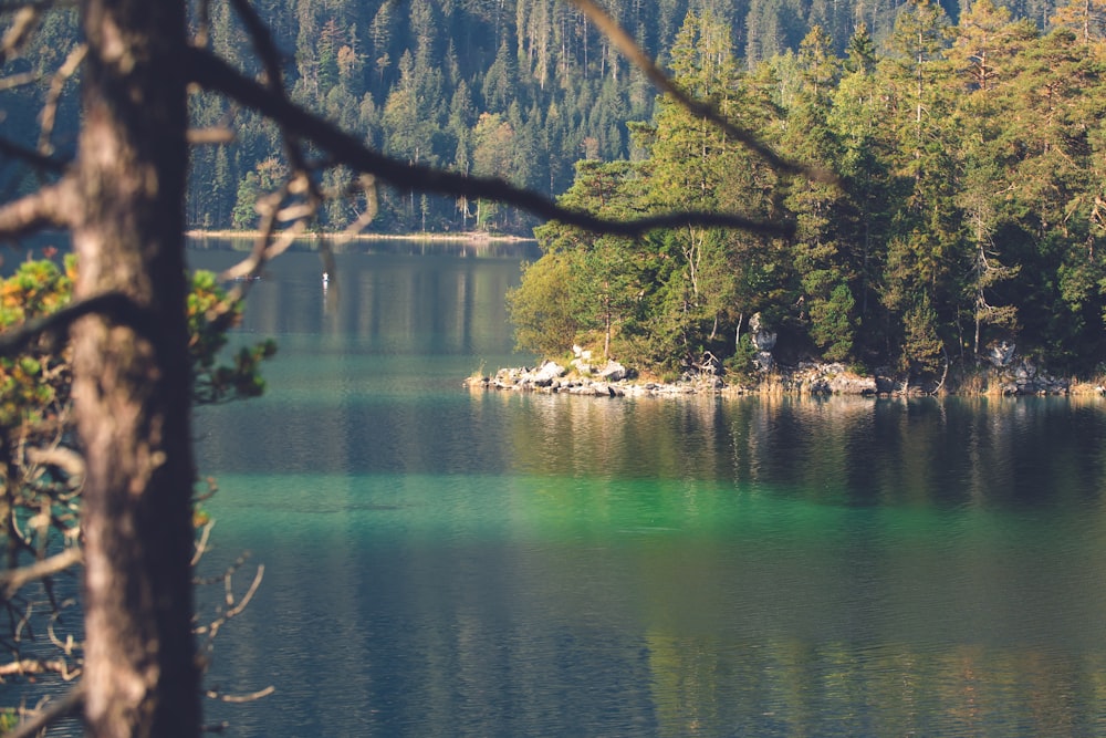 green trees beside lake during daytime