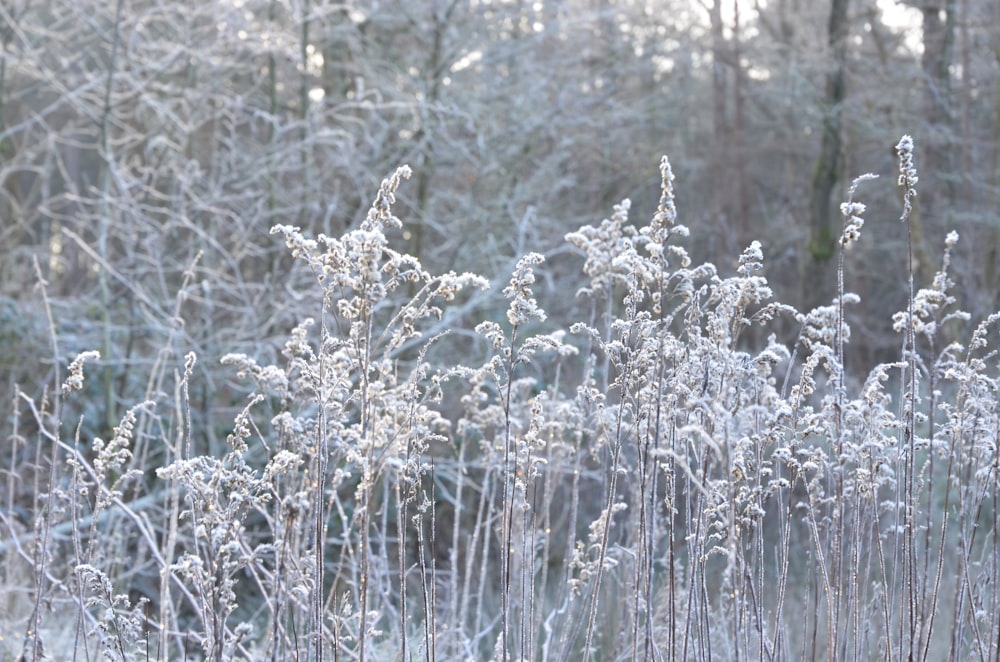 white flowers on forest during daytime