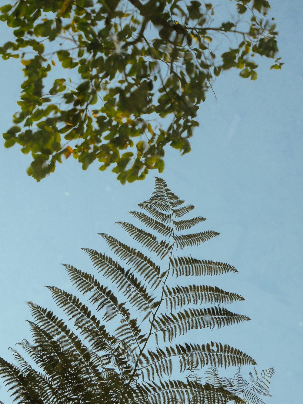 albero a foglia verde durante il giorno