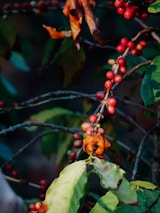 Rustic coffee farm landscape with ripe coffee cherries on branches