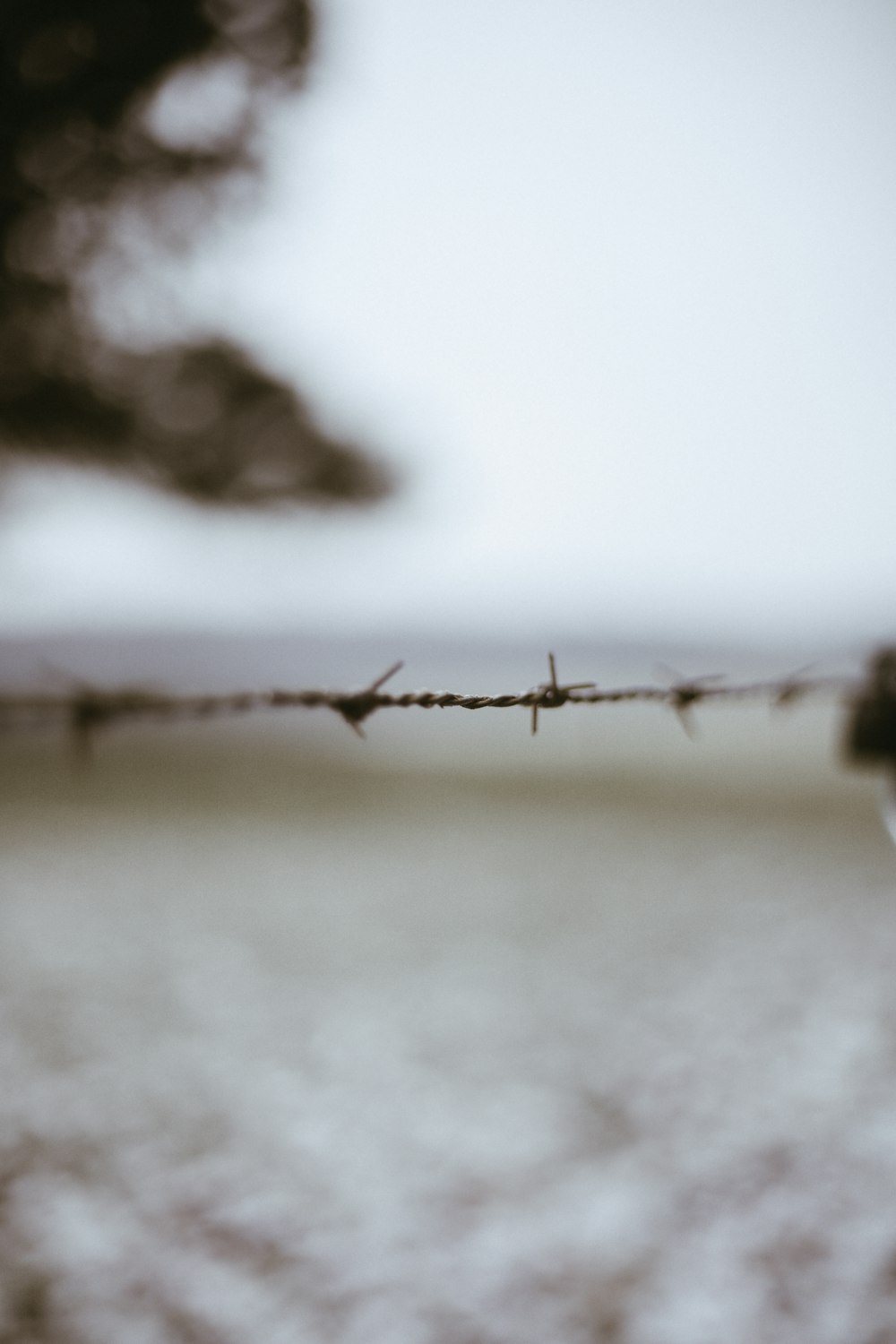 brown tree branch with snow