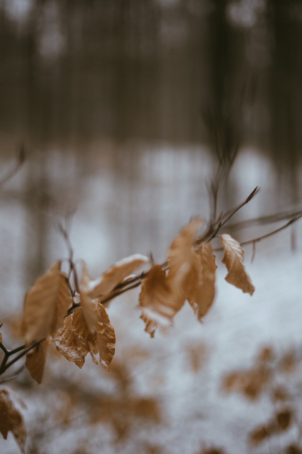 brown leaves in tilt shift lens