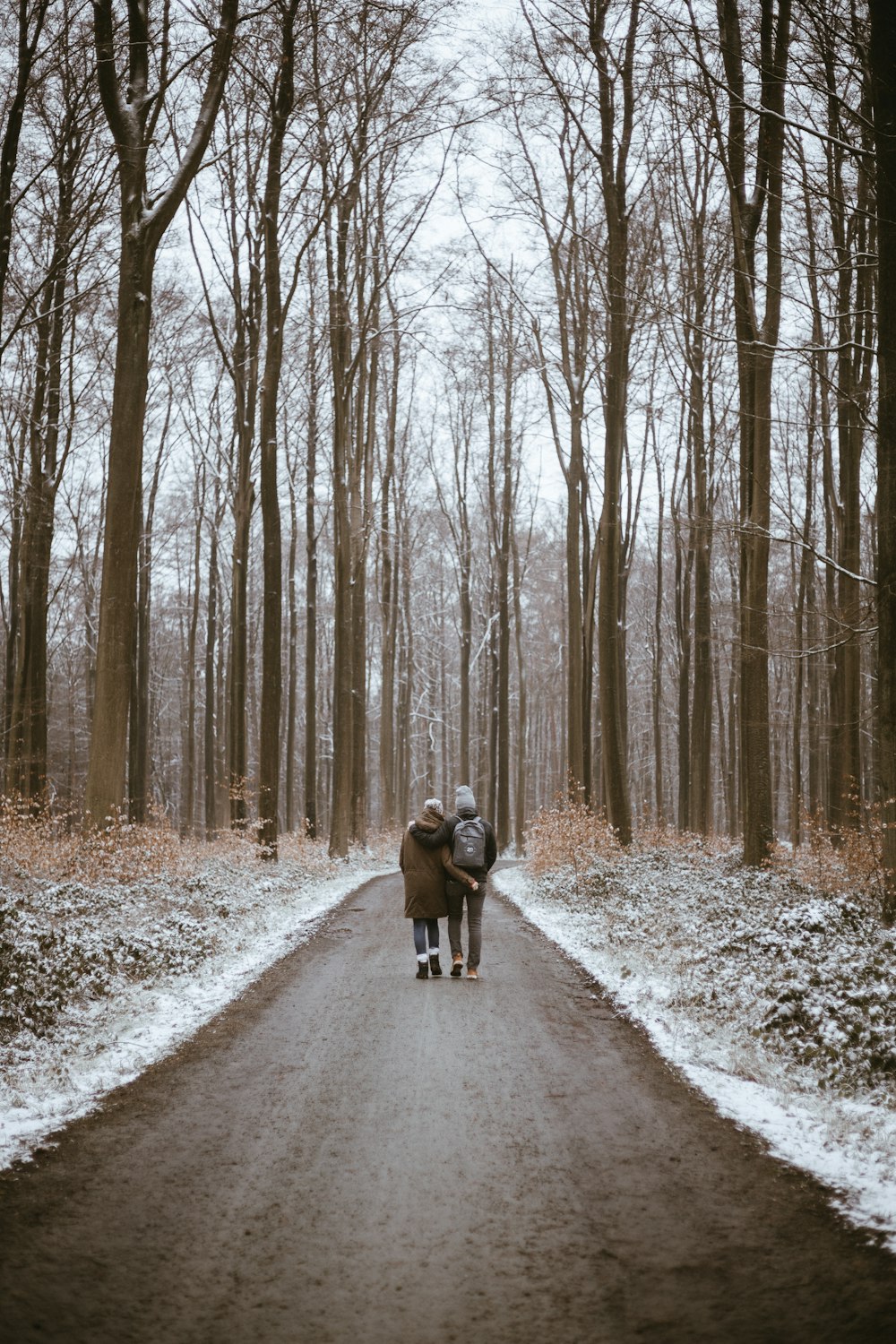 昼間、裸の木の間の道路を走る2匹の犬