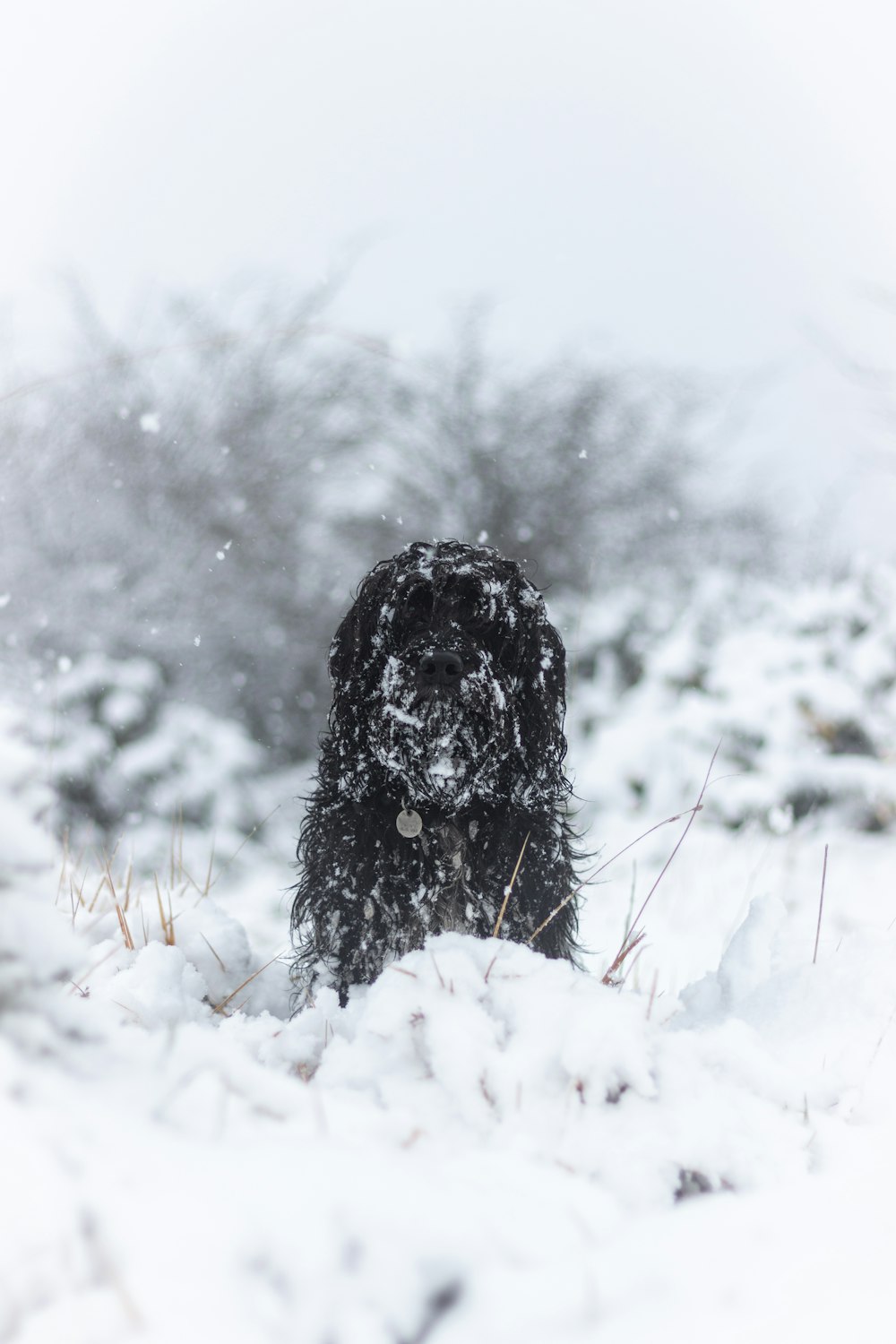 black long coat large dog on snow covered ground during daytime