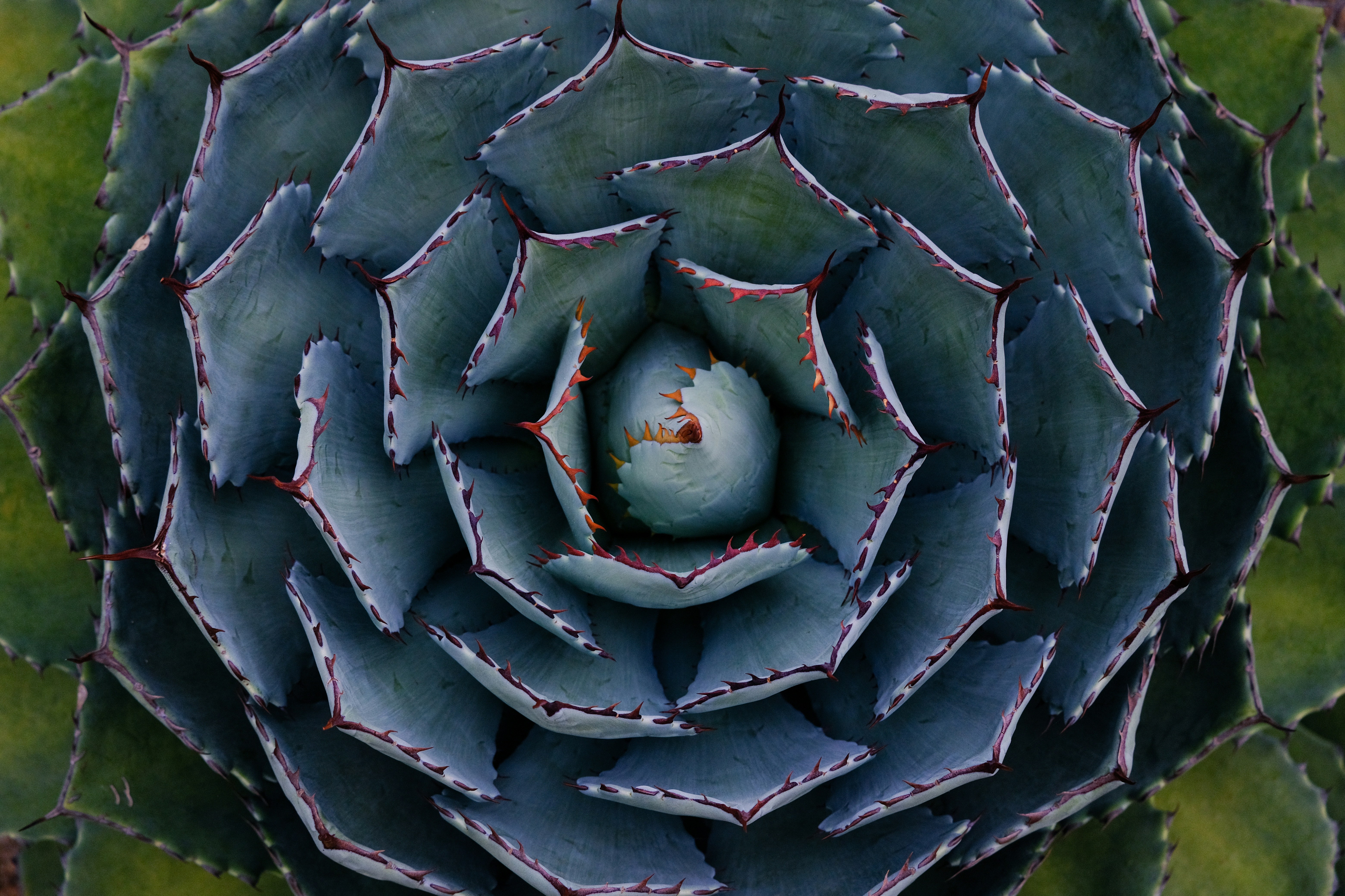 planta verde e marrom na fotografia de perto