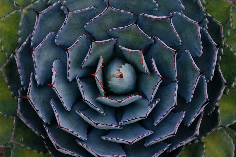 green and brown plant in close up photography