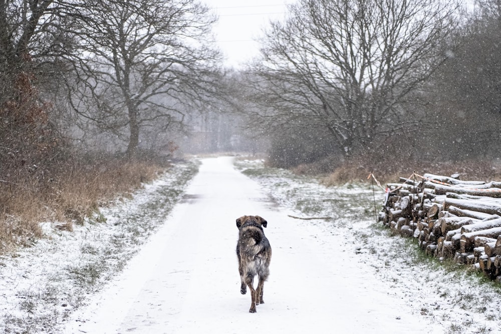 brown dog walking on snow covered road during daytime