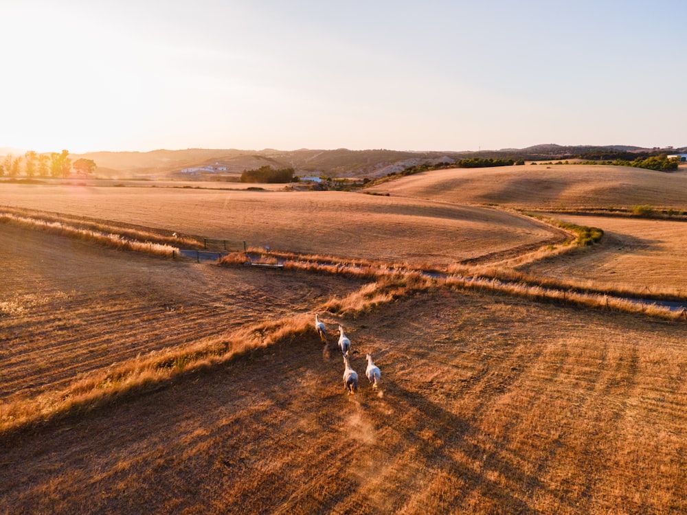 person in white shirt and black pants walking on brown field during daytime