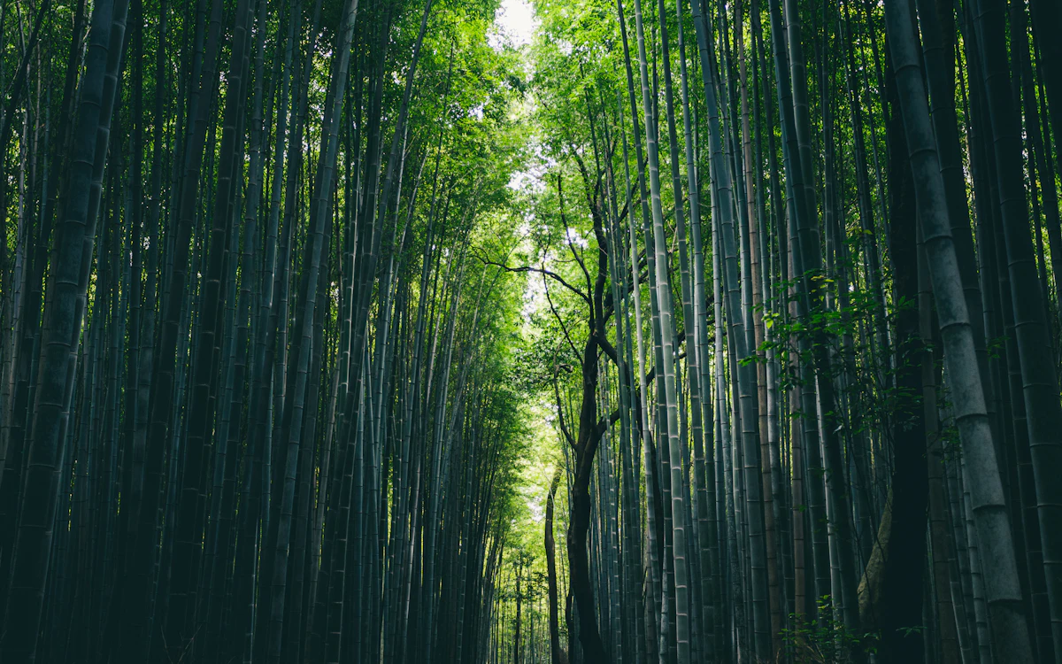 A lush green bamboo grove