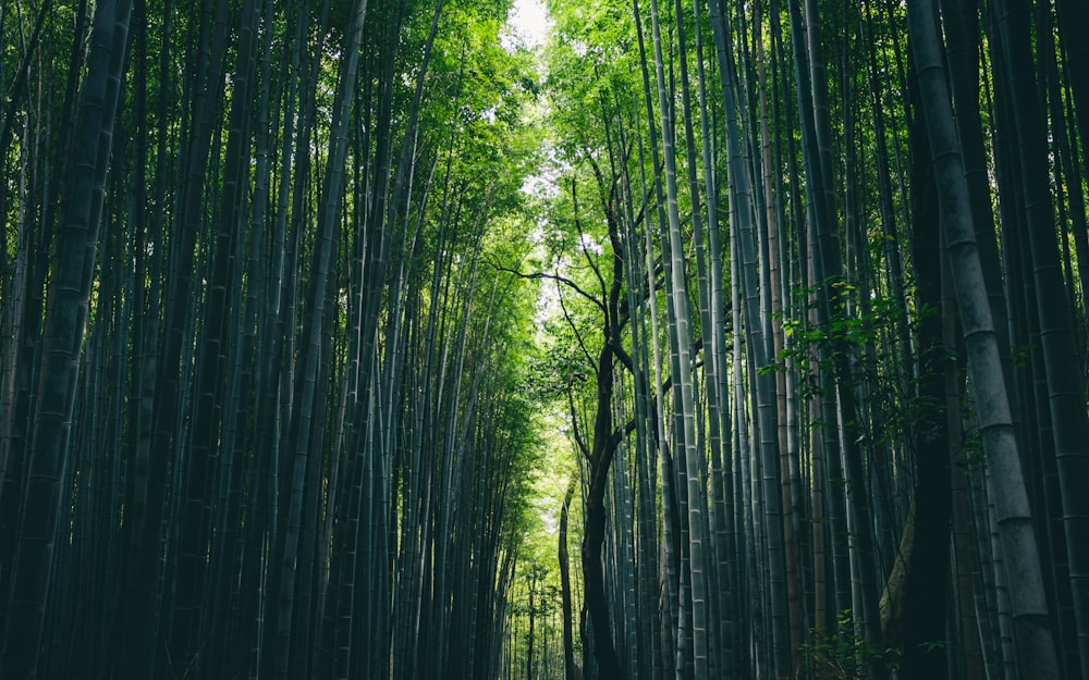 green trees in forest during daytime