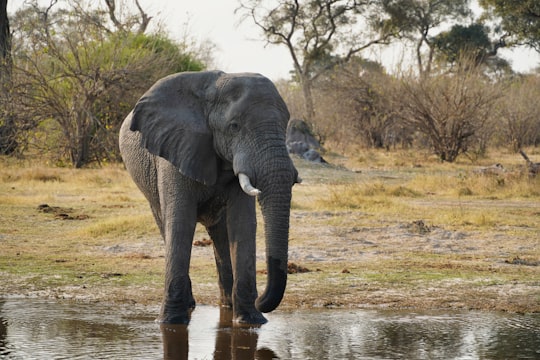 elephant walking on green grass field during daytime in Okavango Delta Botswana