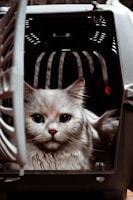 A fluffy white cat is sitting inside a pet carrier with its large eyes looking directly at the camera. The carrier door is open, and the interior has vertical slats that create a shadow pattern behind the cat. The cat appears calm and slightly curious.