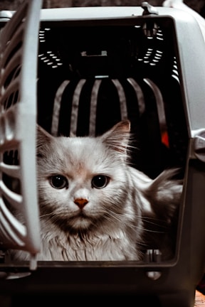 A fluffy white cat is sitting inside a pet carrier with its large eyes looking directly at the camera. The carrier door is open, and the interior has vertical slats that create a shadow pattern behind the cat. The cat appears calm and slightly curious.