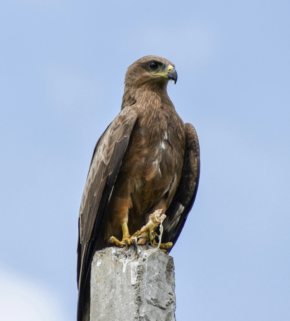 brown and white eagle flying during daytime