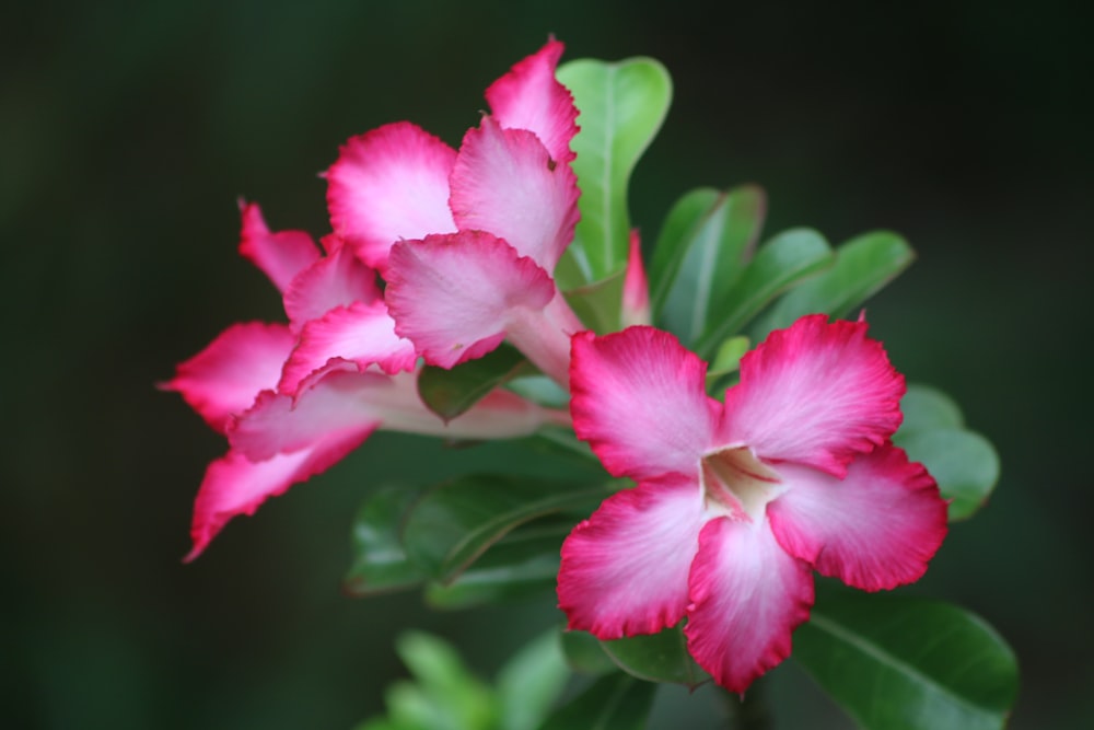 pink flower in tilt shift lens