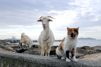 white and brown cat on rocky ground