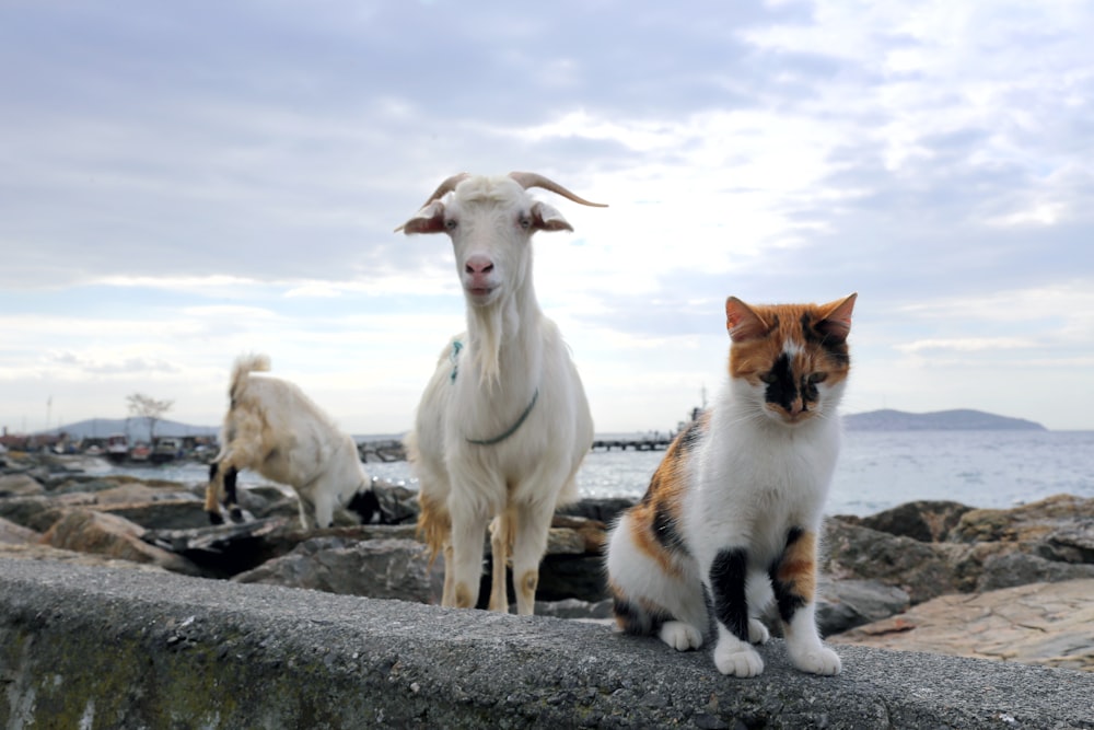 white and brown cat on rocky ground