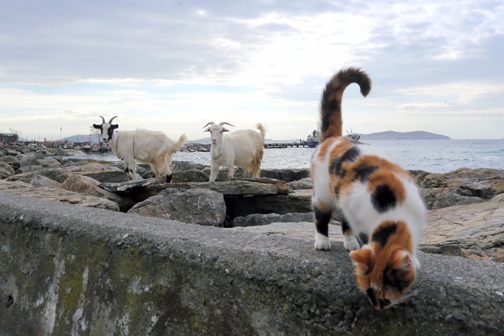 white and brown goats on gray rock