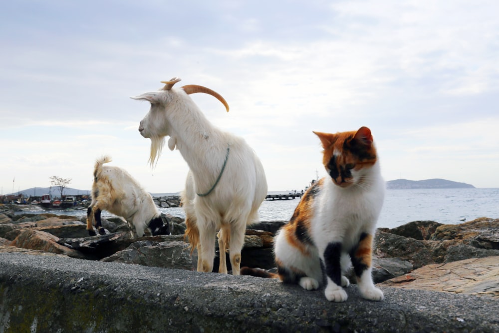 white and brown short coated cat on gray rock