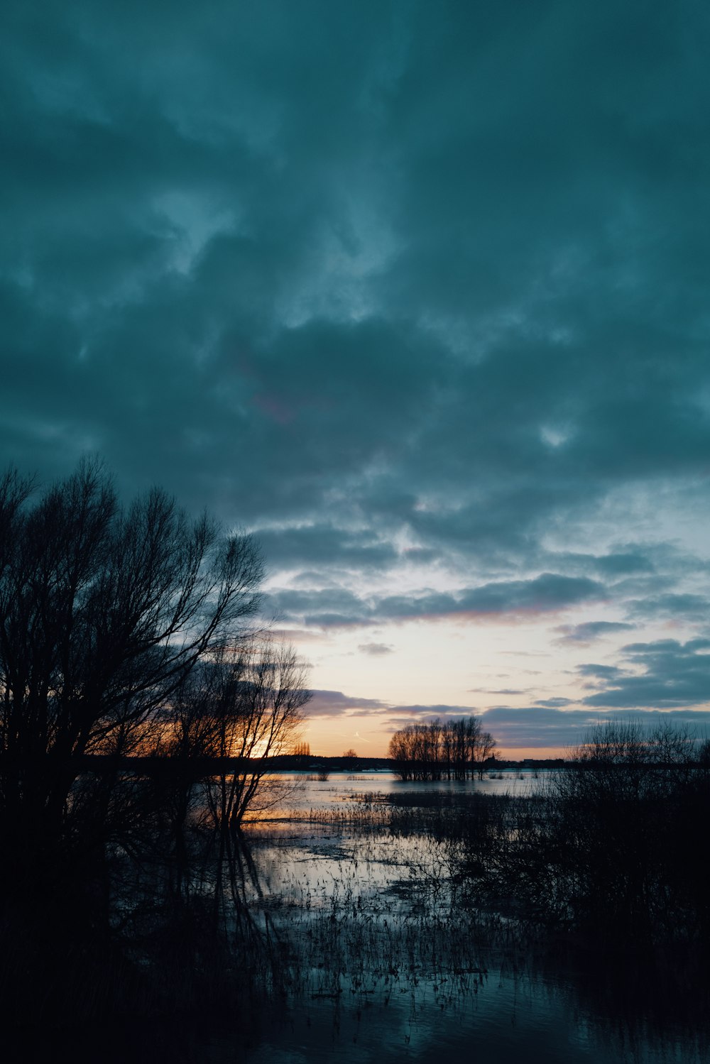 bare trees near body of water under cloudy sky during daytime