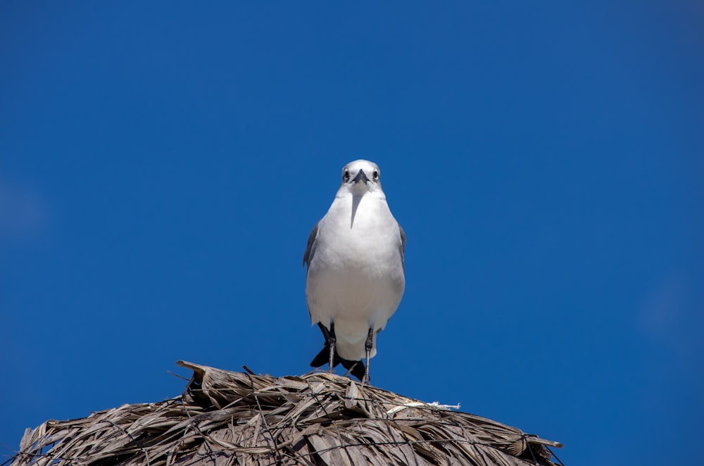 pájaro blanco en nido marrón
