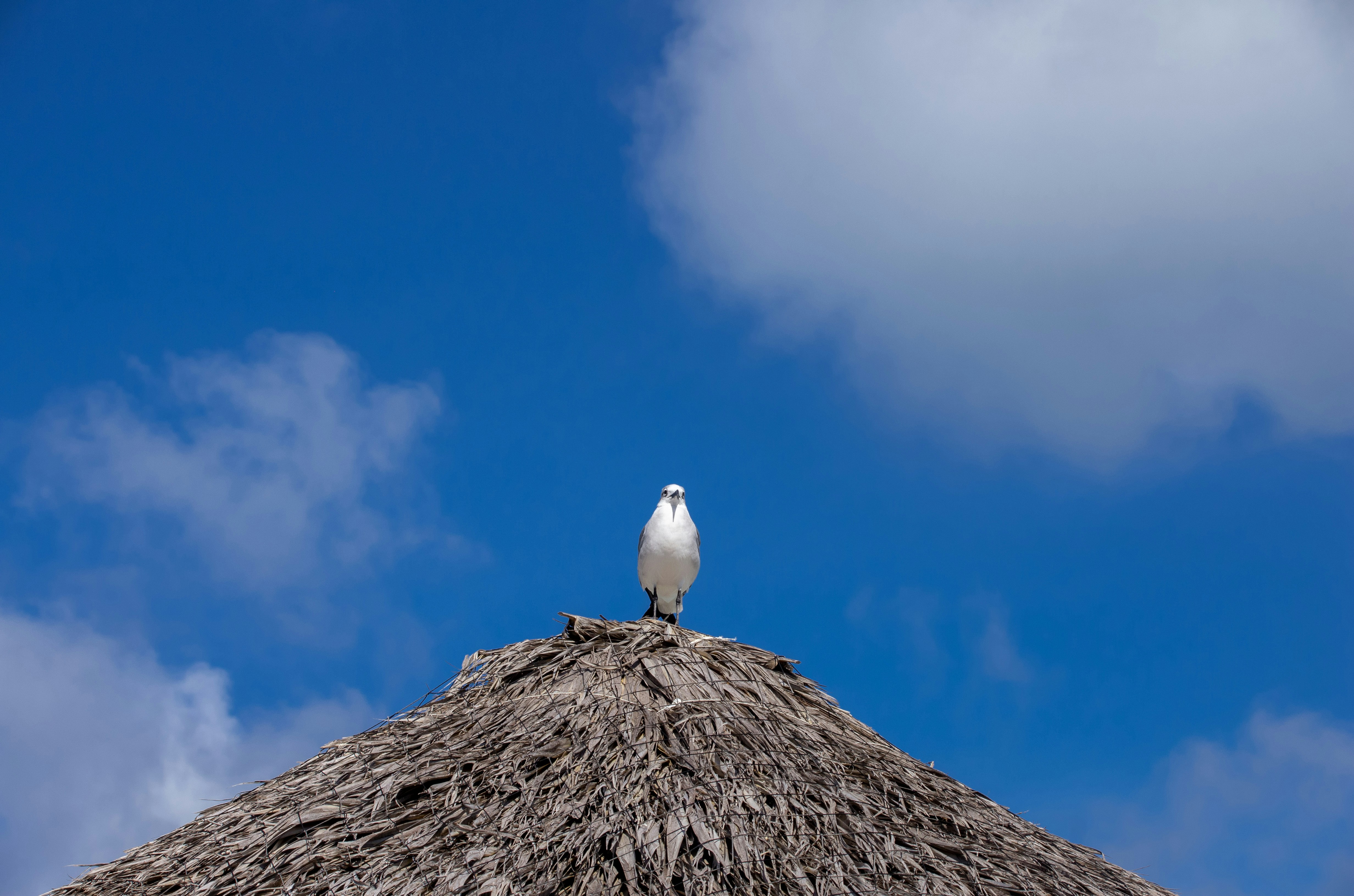 Vigan Island photo 3
