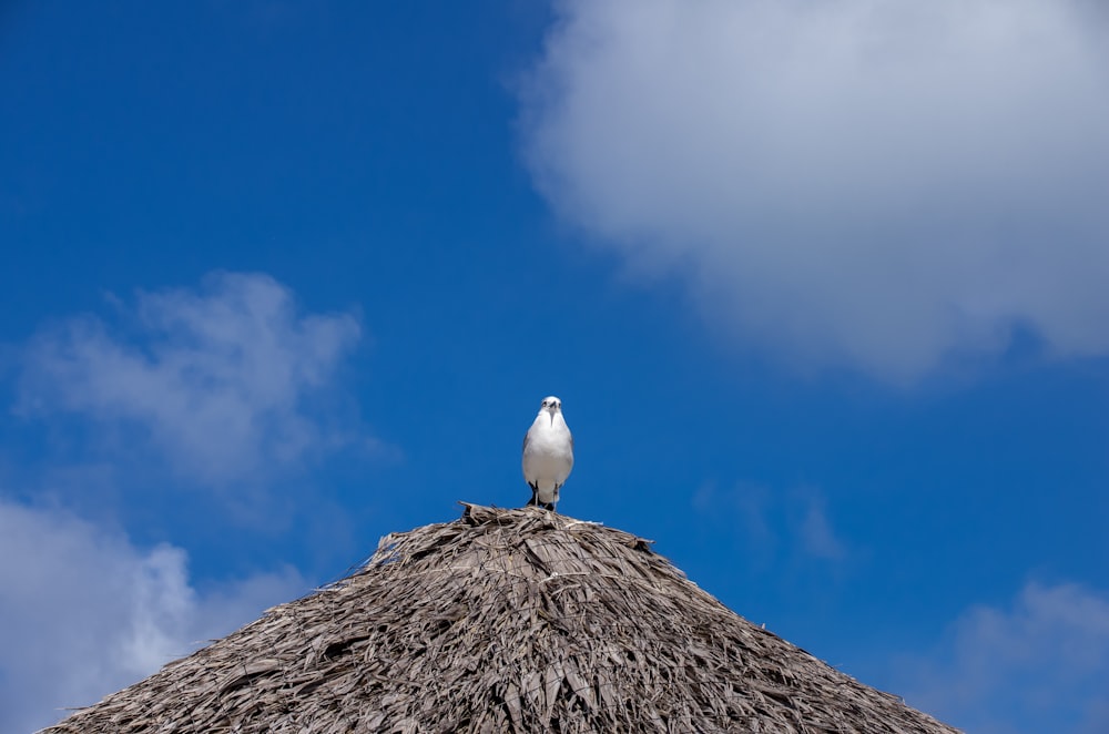 pájaro blanco en roca marrón bajo el cielo azul durante el día
