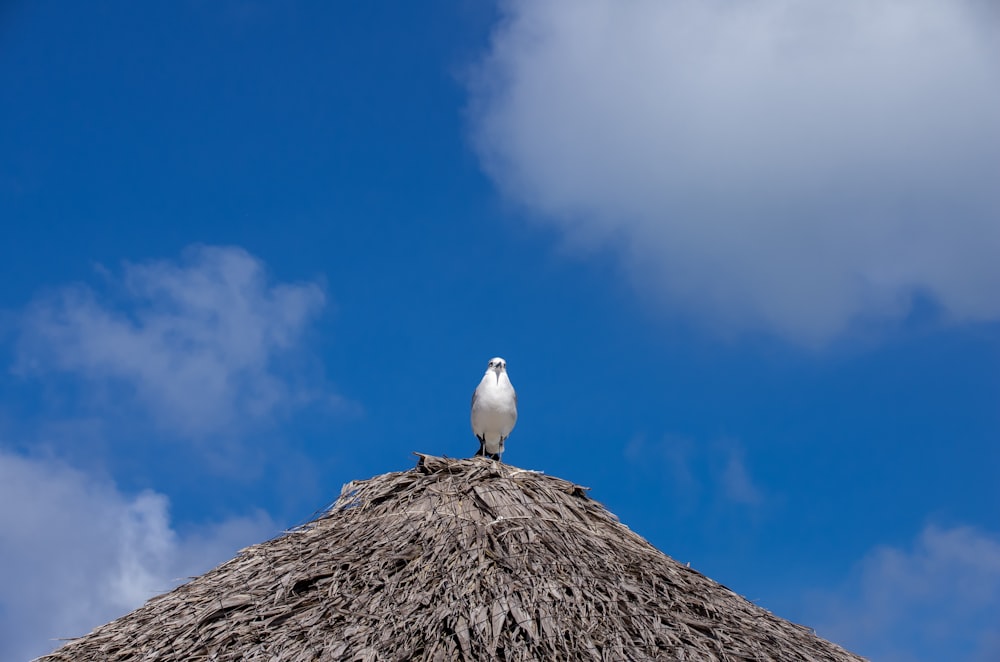 oiseau blanc sur roche brune sous ciel bleu pendant la journée