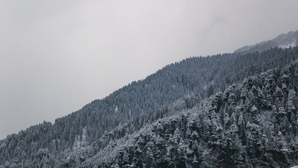 foto in scala di grigi di alberi coperti di neve