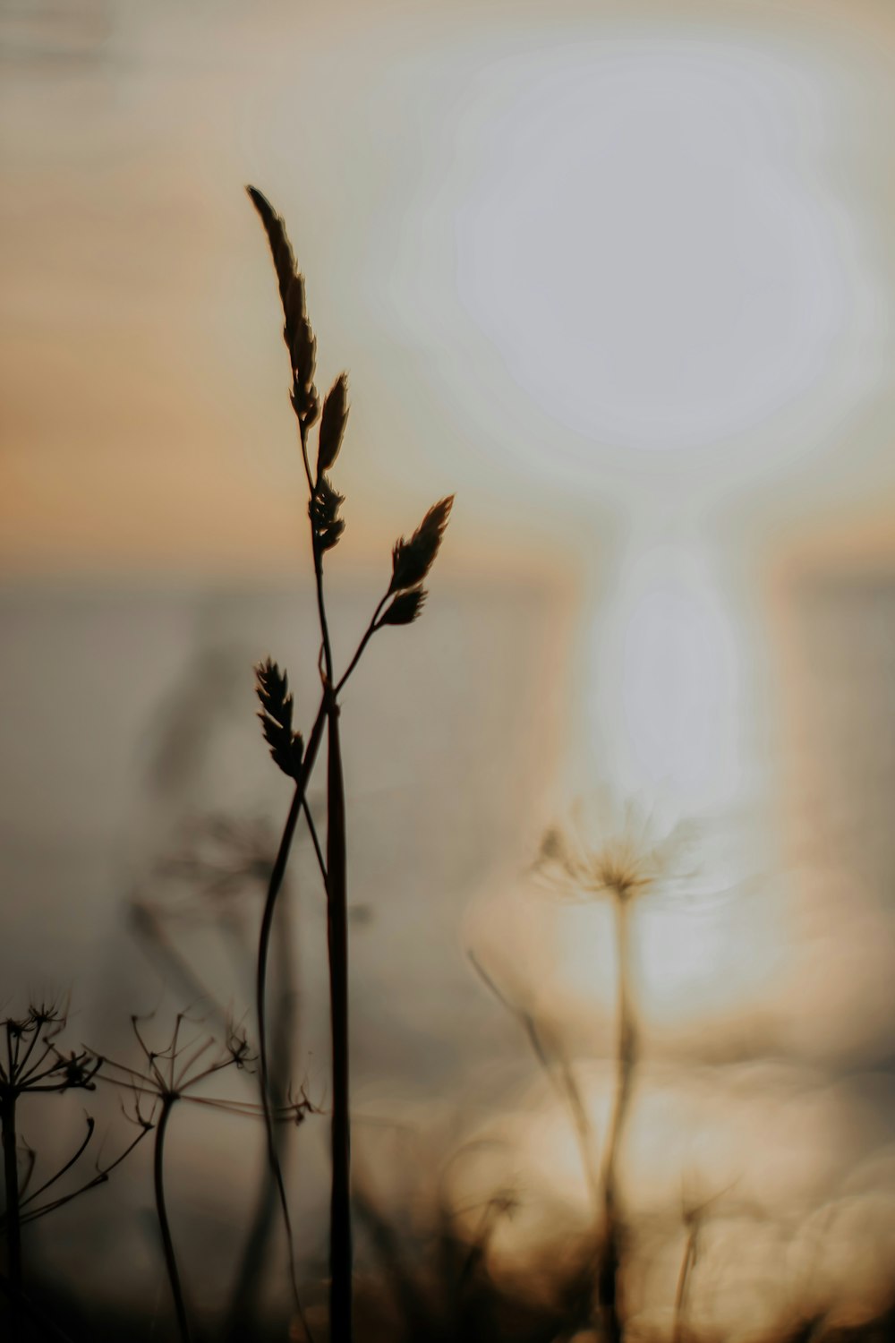 a close up of a plant with the sun in the background