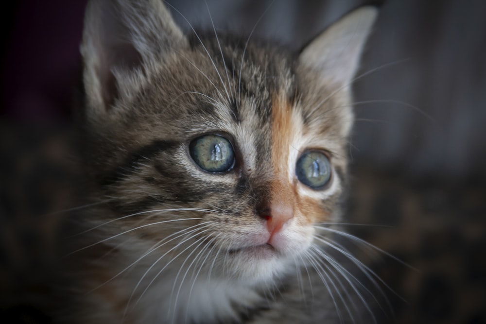 brown and white tabby cat