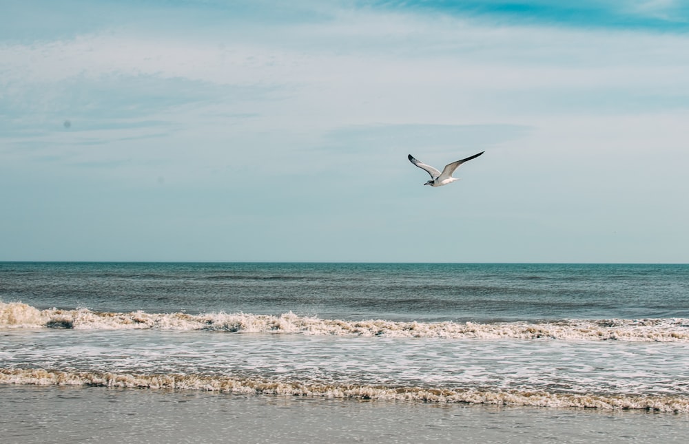 white and black bird flying over the sea during daytime