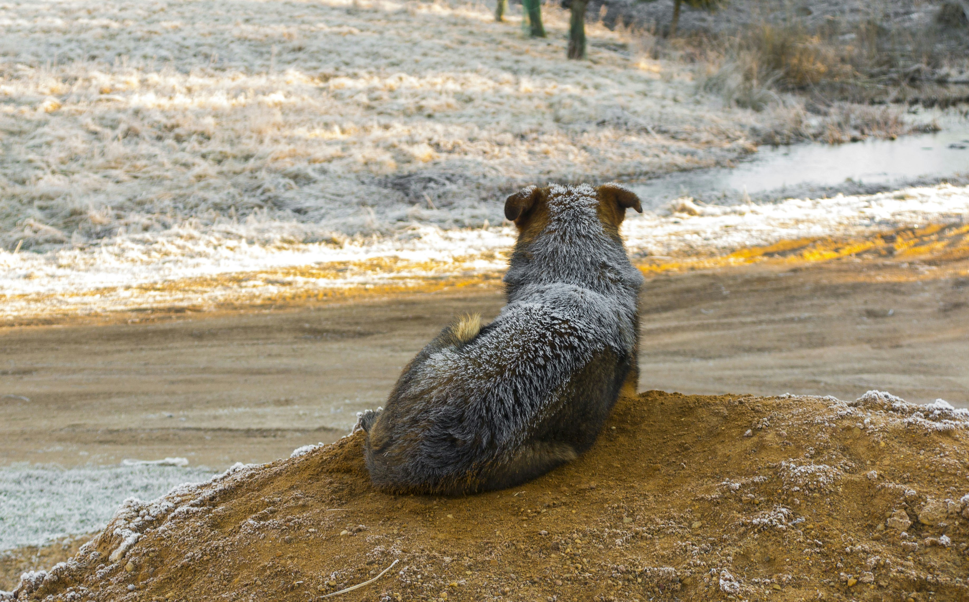 Understanding Pre-Storm Dog Behavior