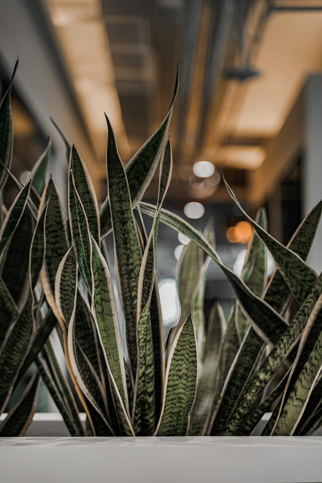 green plant near brown building