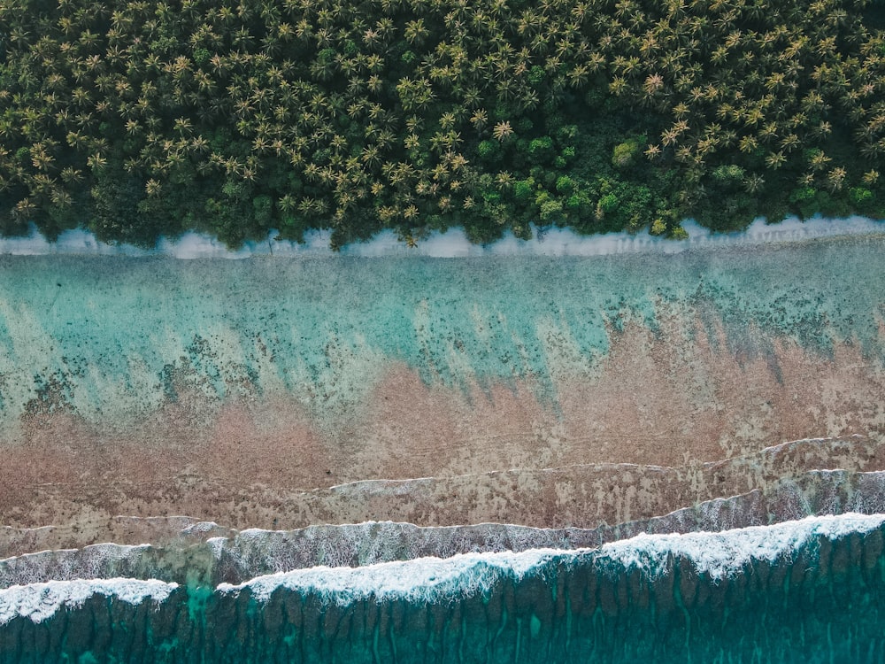 green trees beside body of water during daytime