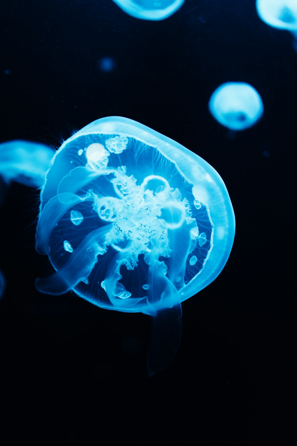 blue jellyfish in water in close up photography