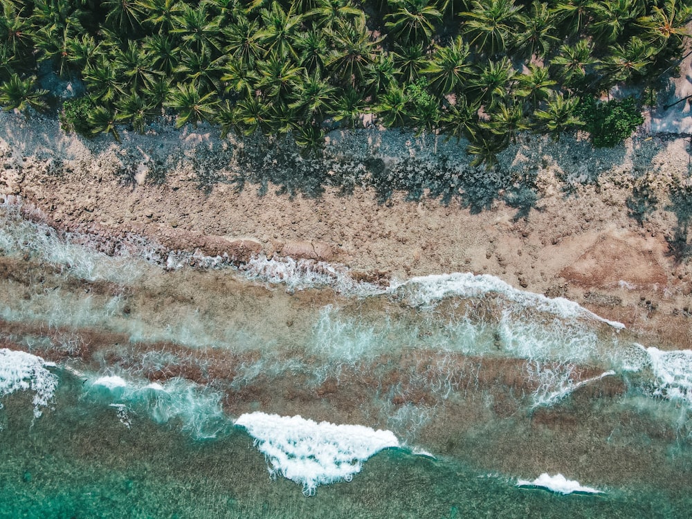 green grass near body of water