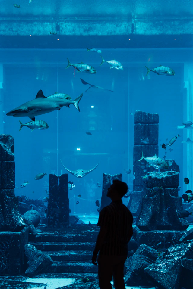 Dubai Aquarium and Underwater Zoo