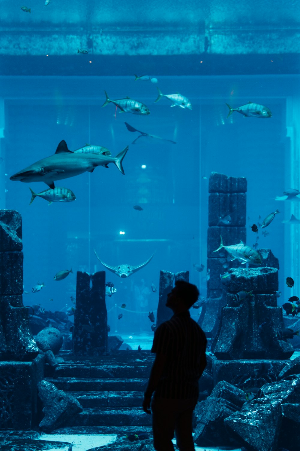 silhouette of people standing in front of fish tank