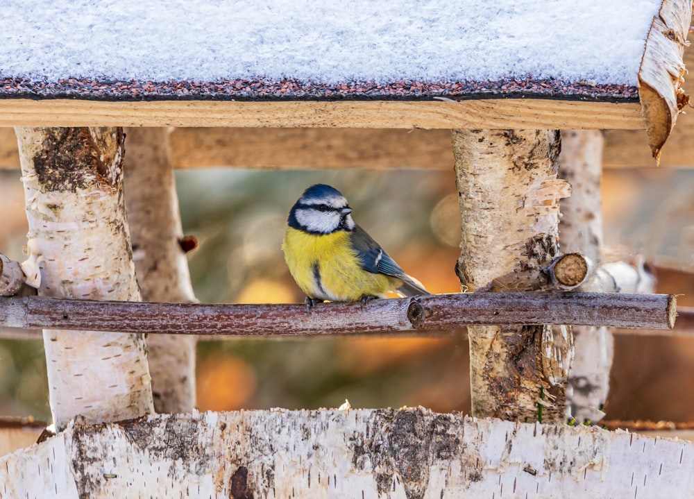 yellow and black bird on brown wooden fence