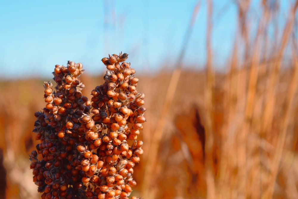 brown wheat field during daytime