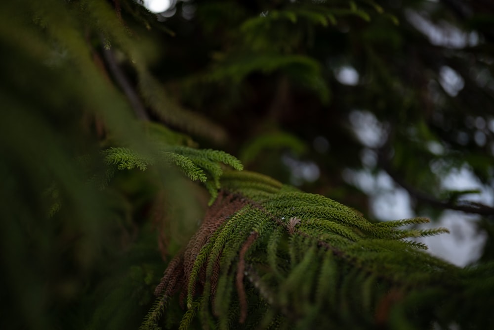 green fern plant in close up photography