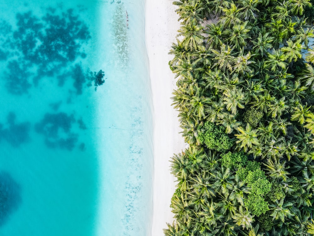 an aerial view of a beach with palm trees