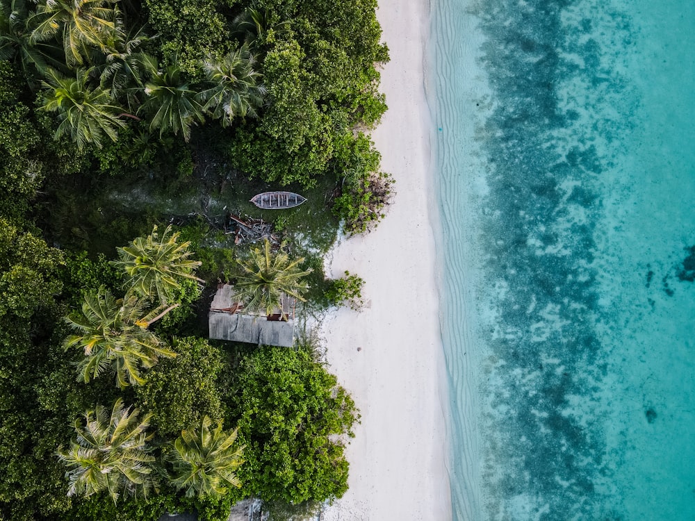 green trees beside blue body of water