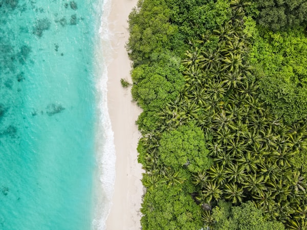 Beach with palm trees in foreground