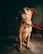 A small brown puppy is sitting on a concrete floor, looking upwards with a curious expression. The puppy is wearing a yellow collar with a red leash attached to it. The background is dark and slightly blurred, drawing attention to the dog.