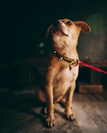 A small brown puppy is sitting on a concrete floor, looking upwards with a curious expression. The puppy is wearing a yellow collar with a red leash attached to it. The background is dark and slightly blurred, drawing attention to the dog.